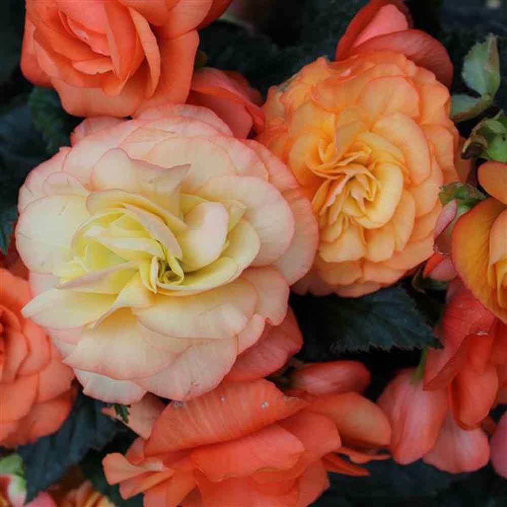 Begonia Limitless Sorbet Seeds