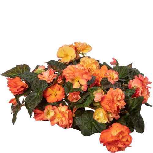 Begonia Limitless Sorbet Seeds