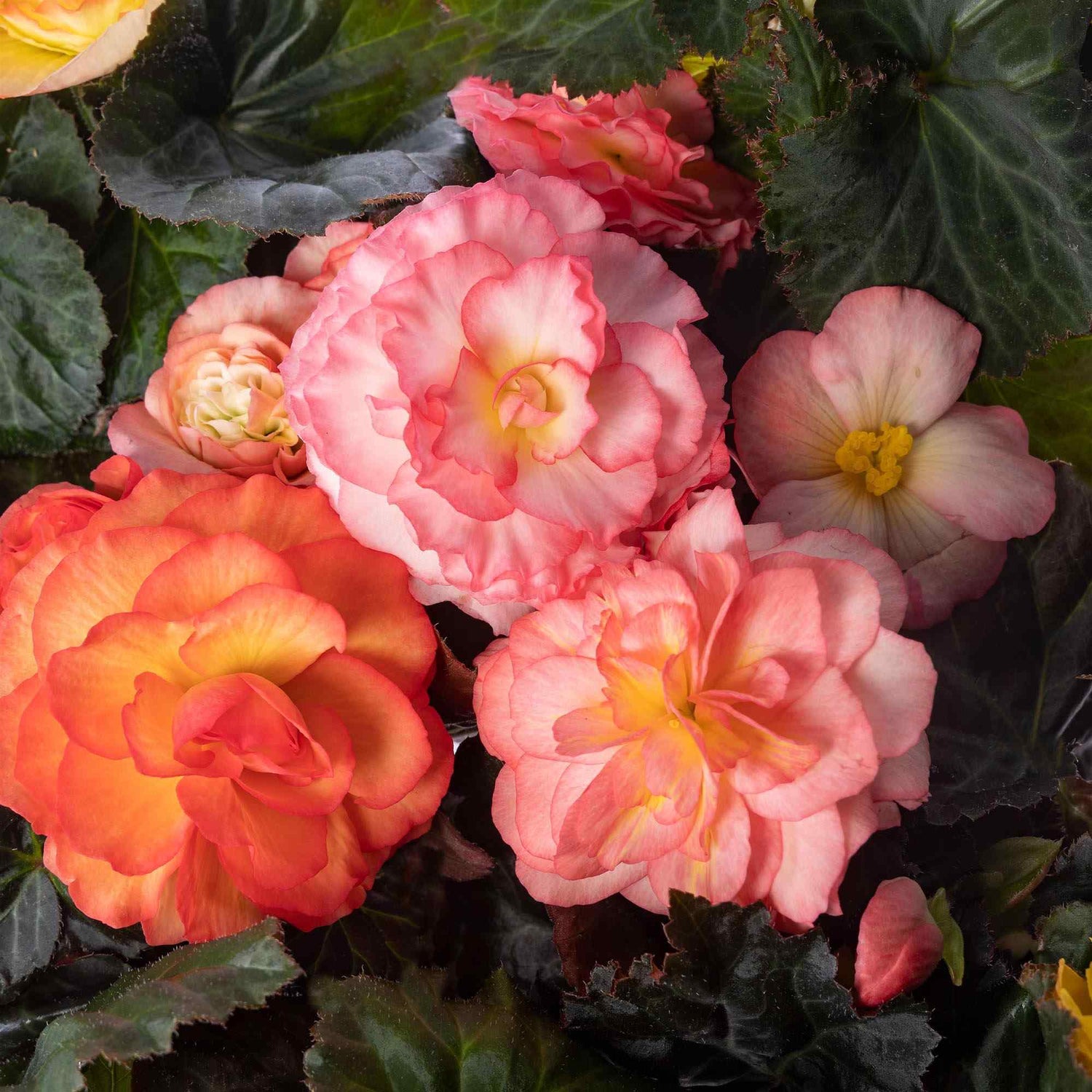 Begonia Limitless Sunrise Seeds