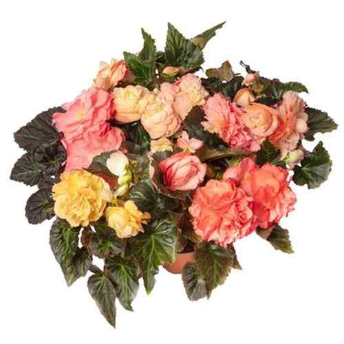 Begonia Limitless Sunrise Seeds