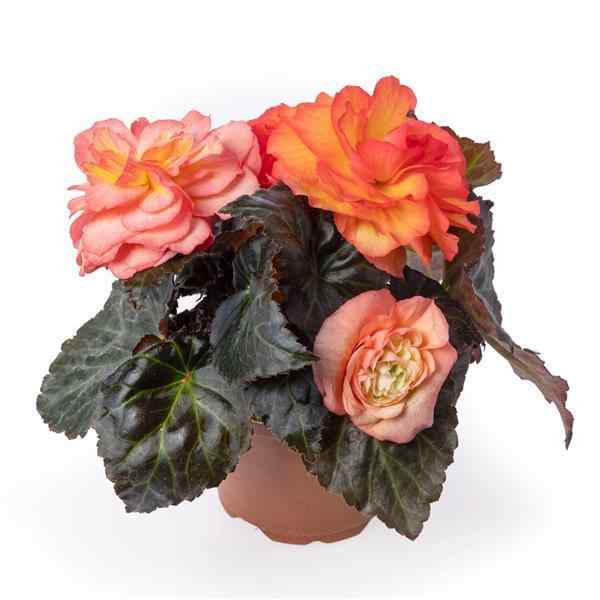 Begonia Limitless Sunrise Seeds