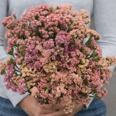 Limonium Apricot Imported heirloom non-gmo organic garden seeds