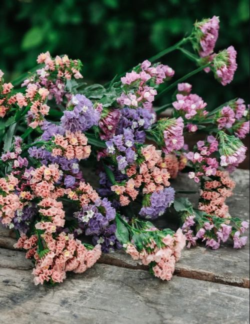 Limonium Pastel Shades Imported heirloom non-gmo organic garden seeds