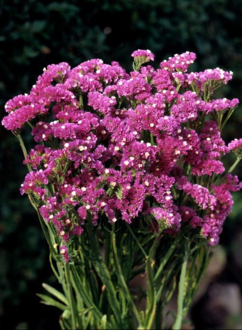 Limonium Rose Imported heirloom non-gmo organic garden seeds