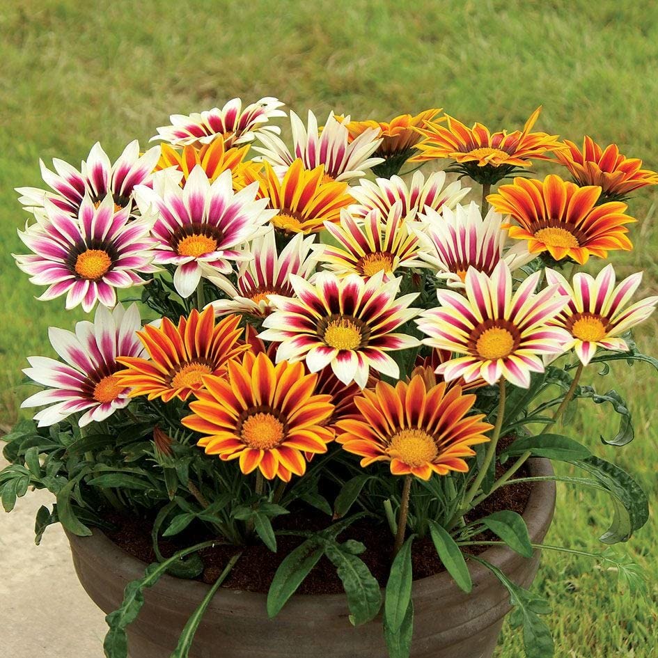 Limonium Sinensis, Gazania, Tagetes, Gypsophila & Nepeta Cataria Seed Mix – Colorful Pollinator Garden Blend - Dharaseeds
