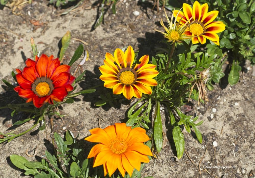 Limonium Sinensis, Gazania, Tagetes, Gypsophila & Nepeta Cataria Seed Mix – Colorful Pollinator Garden Blend - Dharaseeds