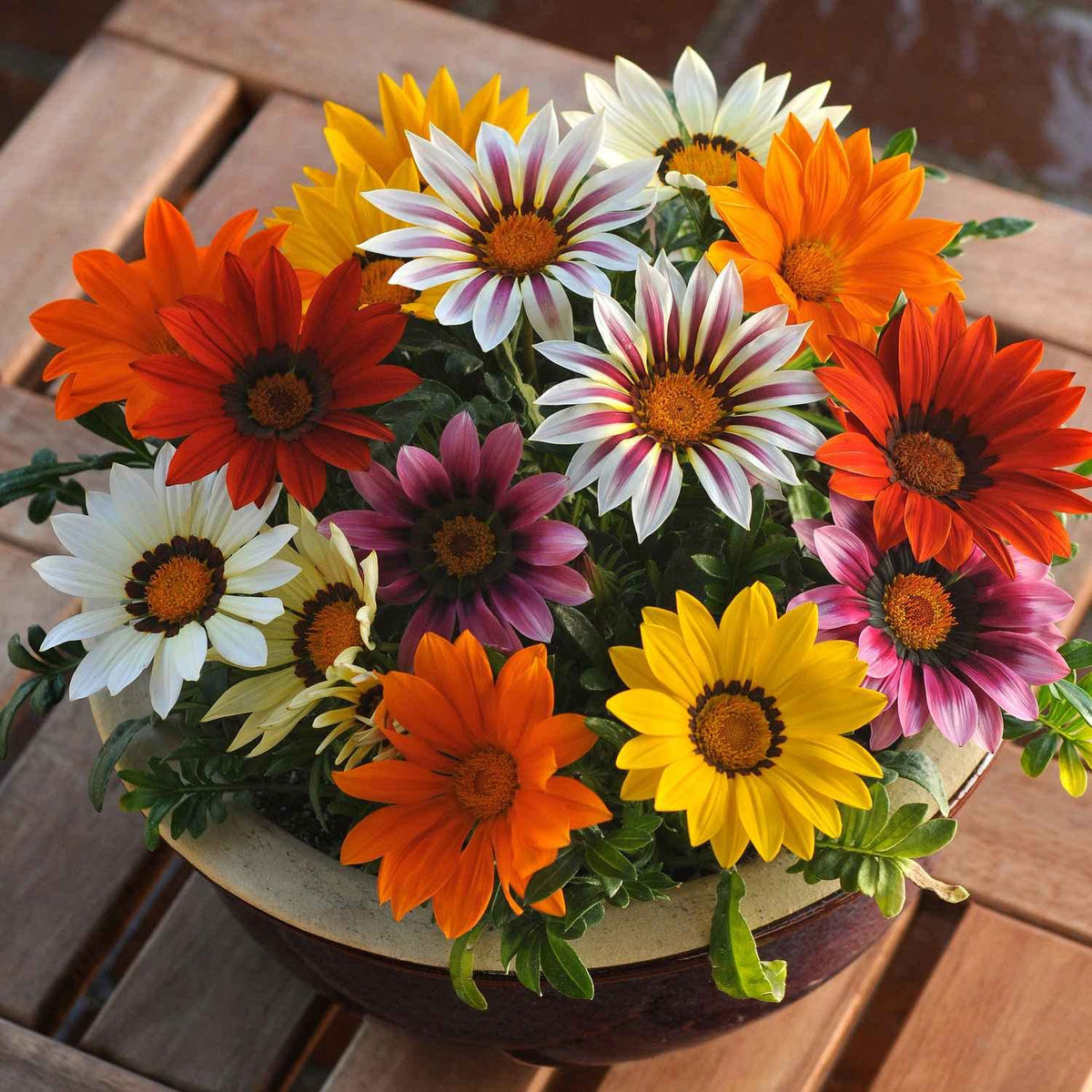 Limonium Sinensis, Gazania, Tagetes, Gypsophila & Nepeta Cataria Seed Mix – Colorful Pollinator Garden Blend - Dharaseeds