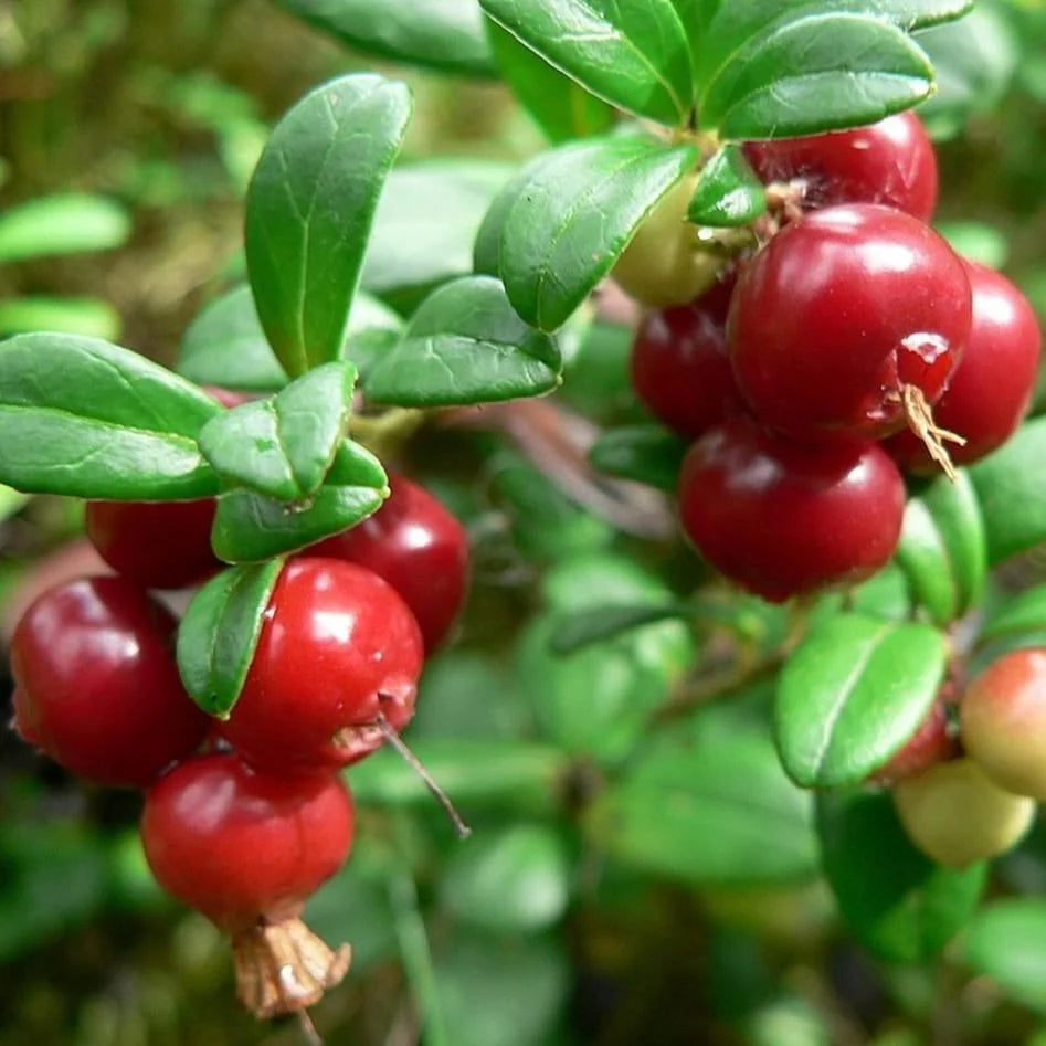 harvested cranberries used in jams and sauces

