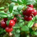 harvested cranberries used in jams and sauces

