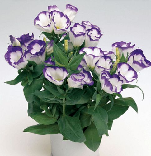 Lisianthus Blue Rim F1 Hybrid Imported heirloom non-gmo organic garden seeds