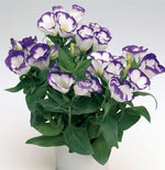 Lisianthus Blue Rim F1 Hybrid Imported heirloom non-gmo organic garden seeds