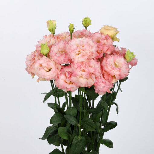Lisianthus Champagne F1 Hybrid heirloom non-gmo organic garden seeds