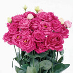 Lisianthus Maquia Rouge F1 Hybrid Pelleted Imported heirloom non-gmo organic garden seeds