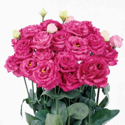 Lisianthus Maquia Rouge F1 Hybrid Pelleted Imported heirloom non-gmo organic garden seeds
