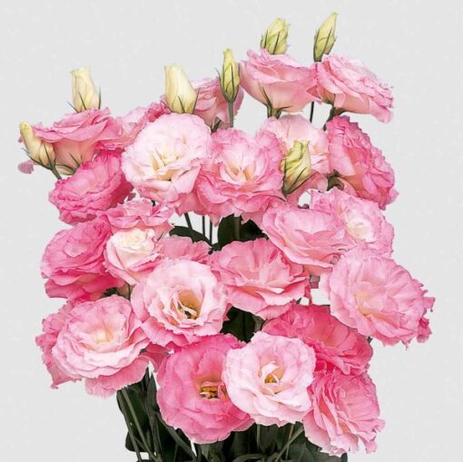Lisianthus Mariachi Misty Pink Hybrid Pelleted Imported heirloom non-gmo organic garden seeds