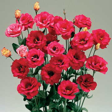 Lisianthus Nozomi Red Imported heirloom non-gmo organic garden seeds