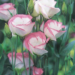 Lisianthus Pink Picotee F1 Hybrid Pelleted Imported heirloom non-gmo organic garden seeds