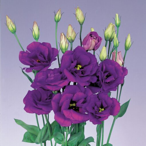 Lisianthus Purple F1 Hybrid Pelleted Imported heirloom non-gmo organic garden seeds