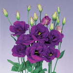 Lisianthus Purple F1 Hybrid Pelleted Imported heirloom non-gmo organic garden seeds