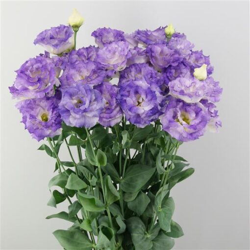 Lisianthus Reina Blue Flash F1 Hybrid Imported heirloom non-gmo organic garden seeds