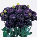 Lisianthus Rosanne Black Pearl F1 Imported heirloom non-gmo organic garden seeds