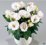Lisianthus Rosie Rose Picoteee F1 Hybrid Pelleted Imported heirloom non-gmo organic garden seeds