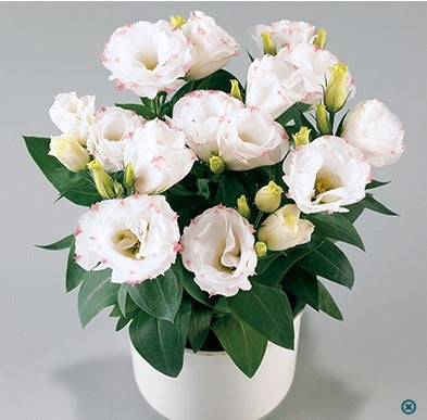 Lisianthus Rosie Rose Picoteee F1 Hybrid Pelleted Imported heirloom non-gmo organic garden seeds