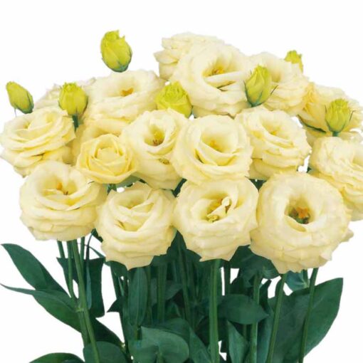 Lisianthus Rosita Yellow F1 Hybrid Pelleted Imported heirloom non-gmo organic garden seeds