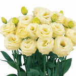 Lisianthus Rosita Yellow F1 Hybrid Pelleted Imported heirloom non-gmo organic garden seeds