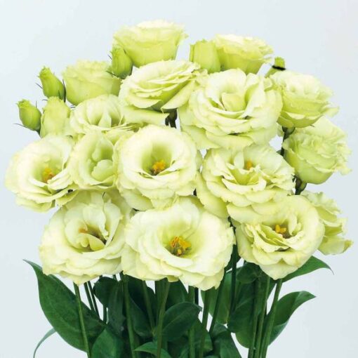 Lisianthus Rosita Jade F1 Hybrid Imported heirloom non-gmo organic garden seeds
