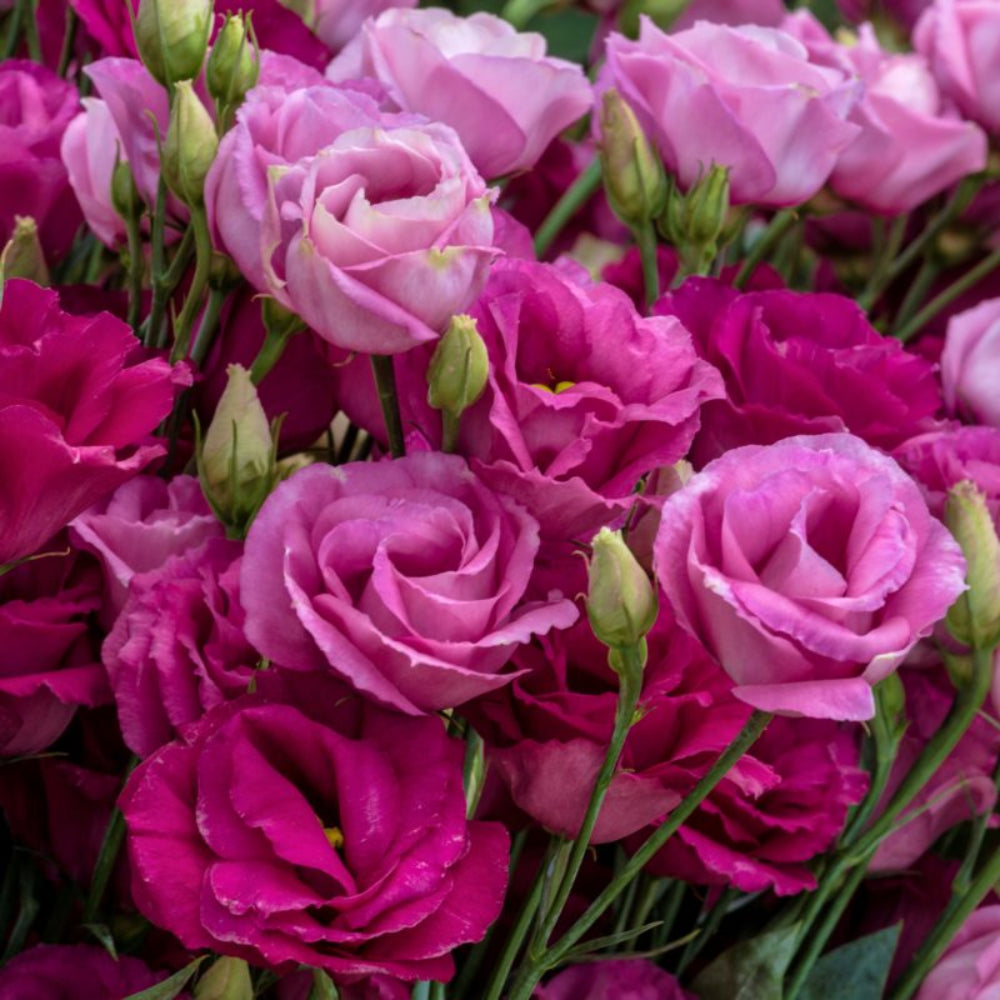 Lisianthus Rosita Red Hybrid Imported – Heirloom, Non-GMO, High Germination Organic Garden Seeds