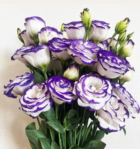 Lisianthus Rosita Blue Picotee F1 Pelleted Imported heirloom non-gmo organic garden seeds