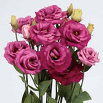 Lisianthus Rosita Purple Rose Hybrid Imported heirloom non-gmo organic garden seeds