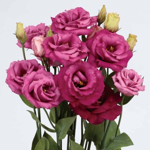 Lisianthus Rosita Purple Rose Hybrid Imported heirloom non-gmo organic garden seeds