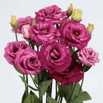 Lisianthus Rosita Purple Rose Hybrid Pelleted Imported heirloom non-gmo organic garden seeds