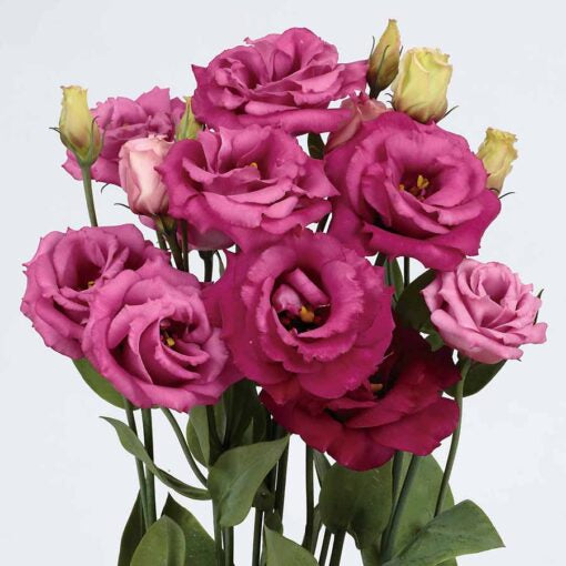 Lisianthus Rosita Purple Rose Hybrid Pelleted Imported heirloom non-gmo organic garden seeds