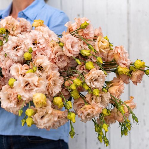 Lisianthus Voyage Apricot Hybrid Pelleted Imported heirloom non-gmo organic garden seeds