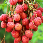 Litchi Chinensis Lychee Seeds for Planting