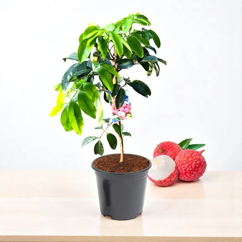 lychee plant indoors Lychee Seeds – Litchi chinensis Tropical Variety – Dharaseeds