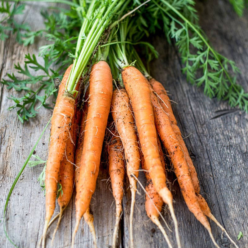 Little Finger Carrot Seeds Heirloom Non-GMO High Germination Organic Garden Seeds