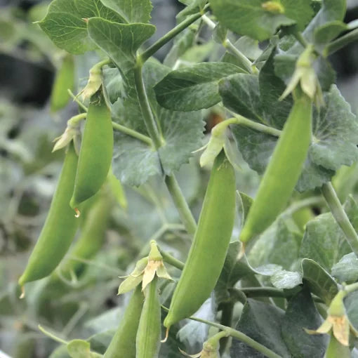 Little SnapPea Crunch pea seeds organic non GMO high germination