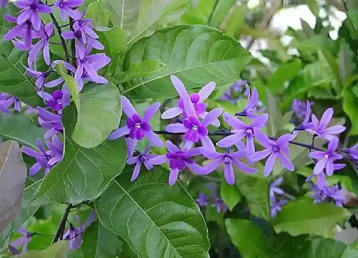 Purple Ivy Plant Seeds for Planting- NON GMO Seeds Dhara Seeds
