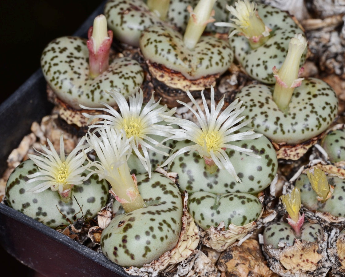 Living stones seeds heirloom non GMO