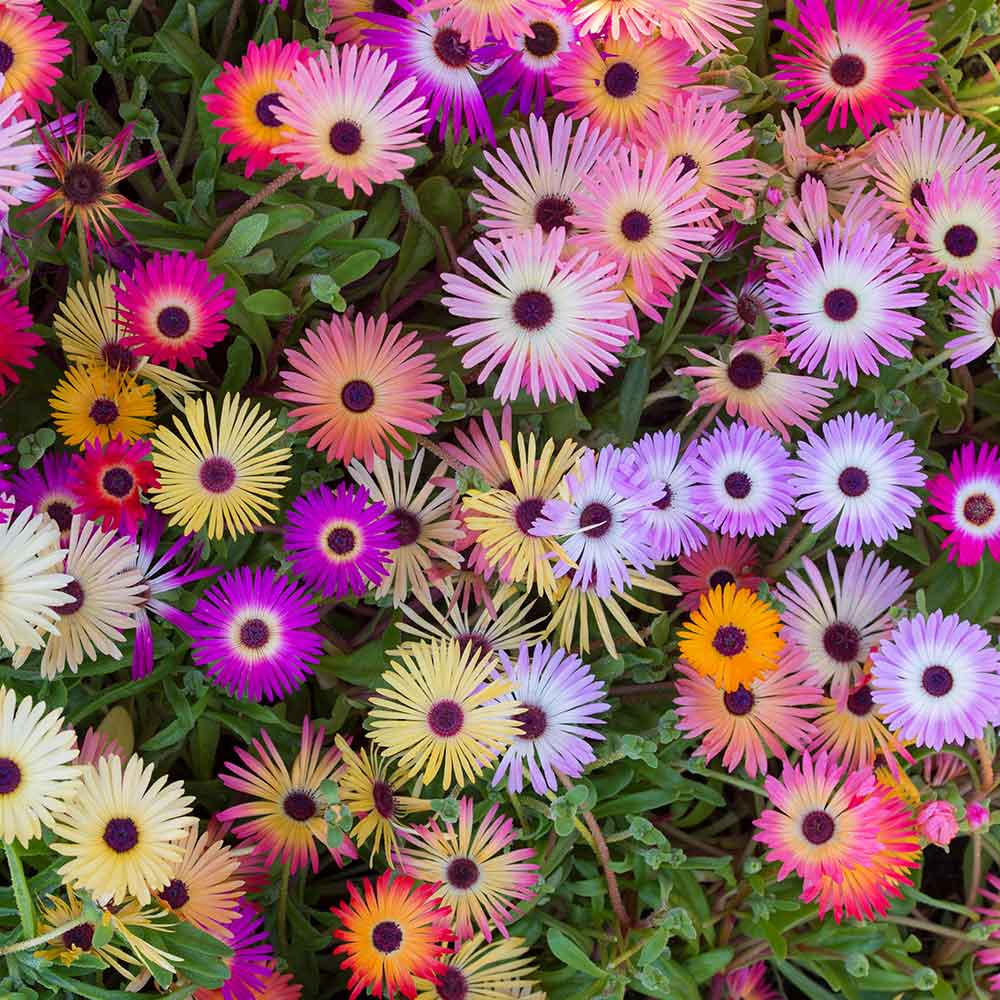 Daisy Seeds (Ice Plant) - Livingstone Mix