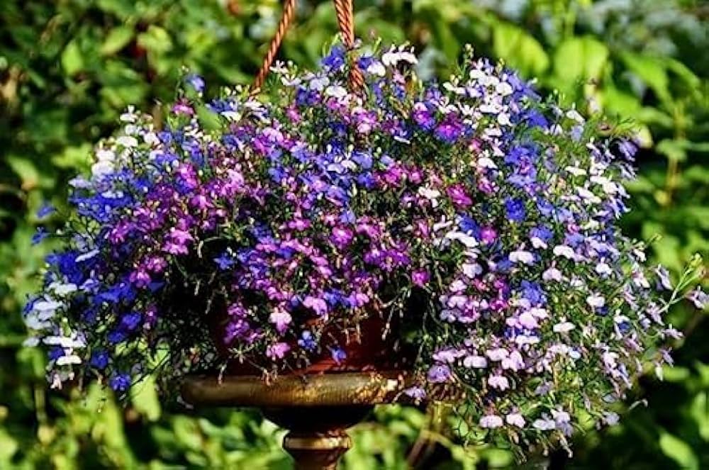 Lobelia Flower Seeds – Cascading Blooms for Hanging Baskets & Borders - Dharaseeds