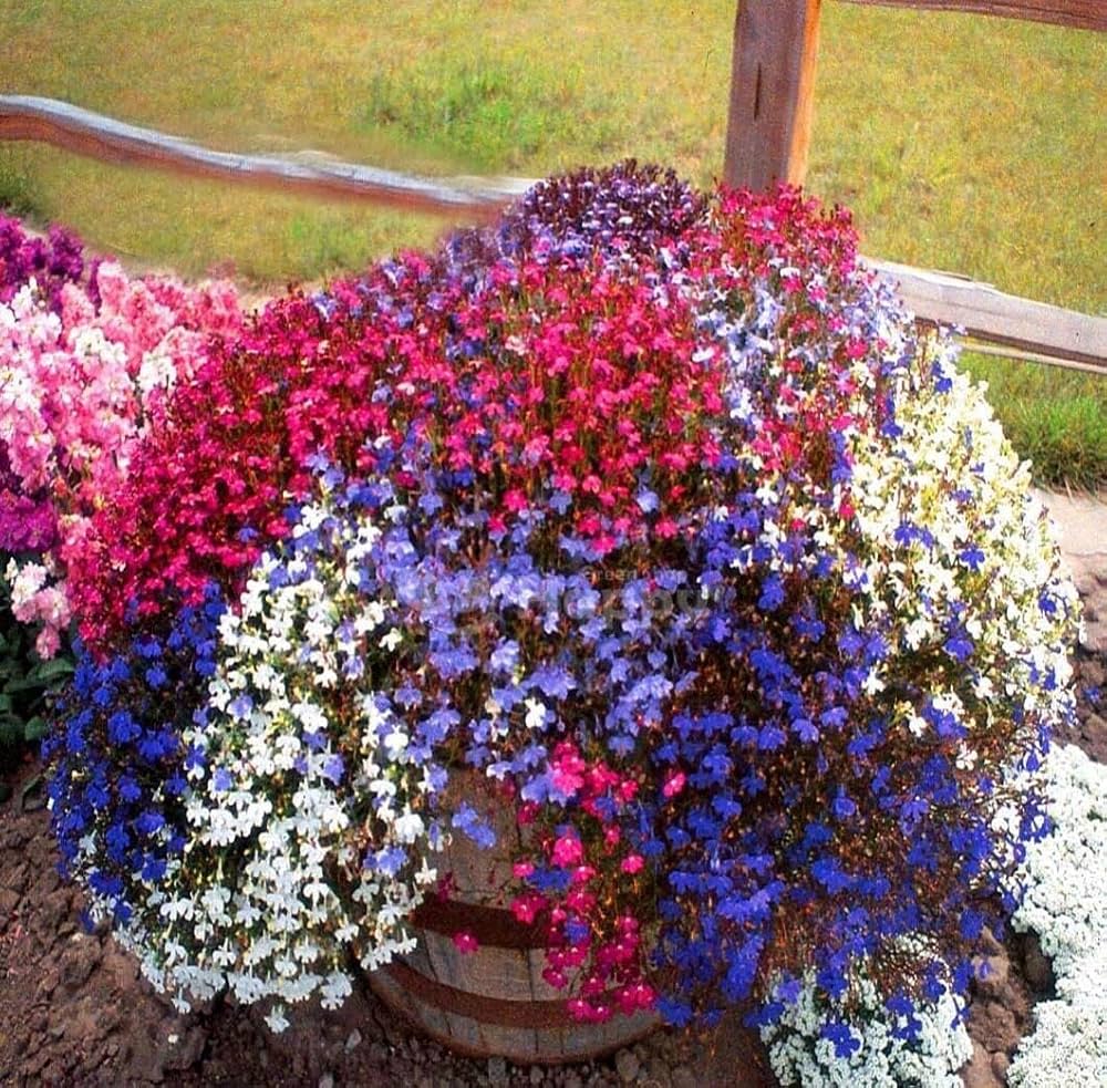 Lobelia Flower Seeds – Cascading Blooms for Hanging Baskets & Borders - Dharaseeds