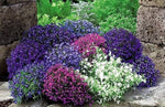 Lobelia Flower Seeds – Cascading Blooms for Hanging Baskets & Borders - Dharaseeds