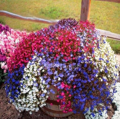 Lobelia Erinus Imported Tiny heirloom non-gmo organic garden seeds