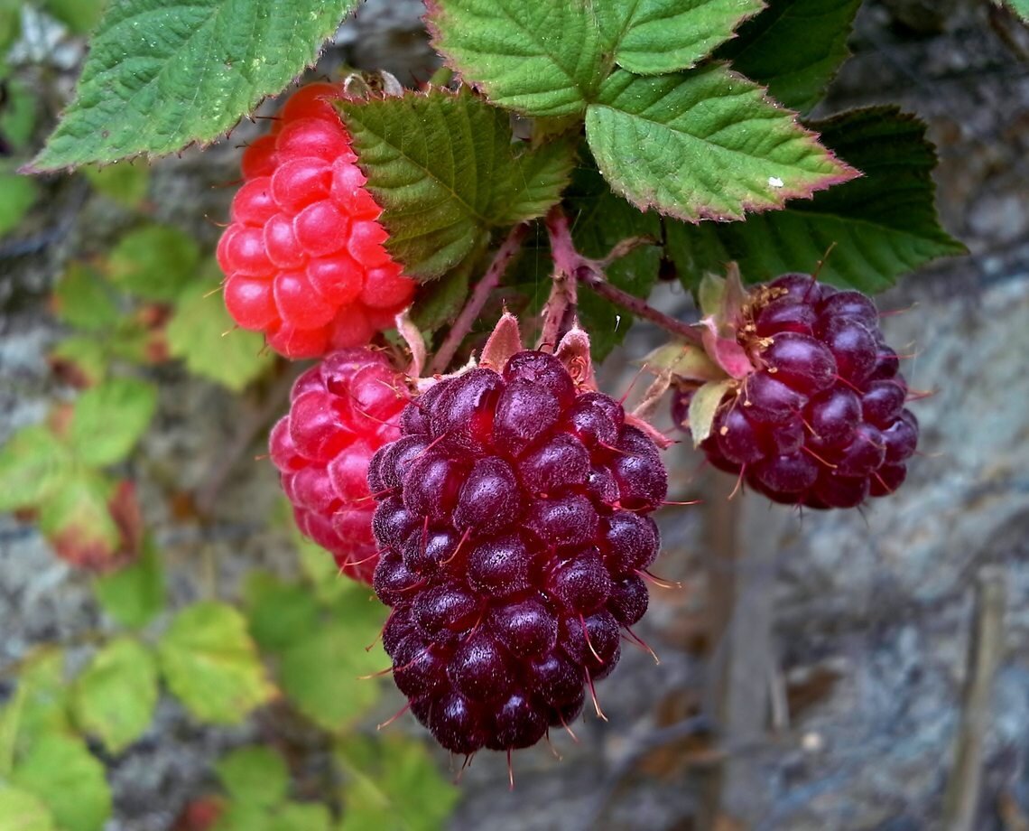 Thornless Loganberry – Rubus × loganobaccus