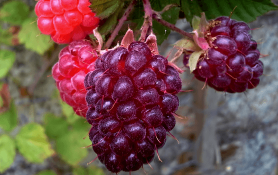 Loganberry (Rubus × loganobaccus)